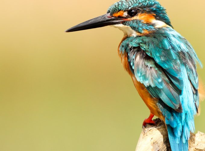 Wallpaper kingfisher, bird, 5k, Animals 9268912239